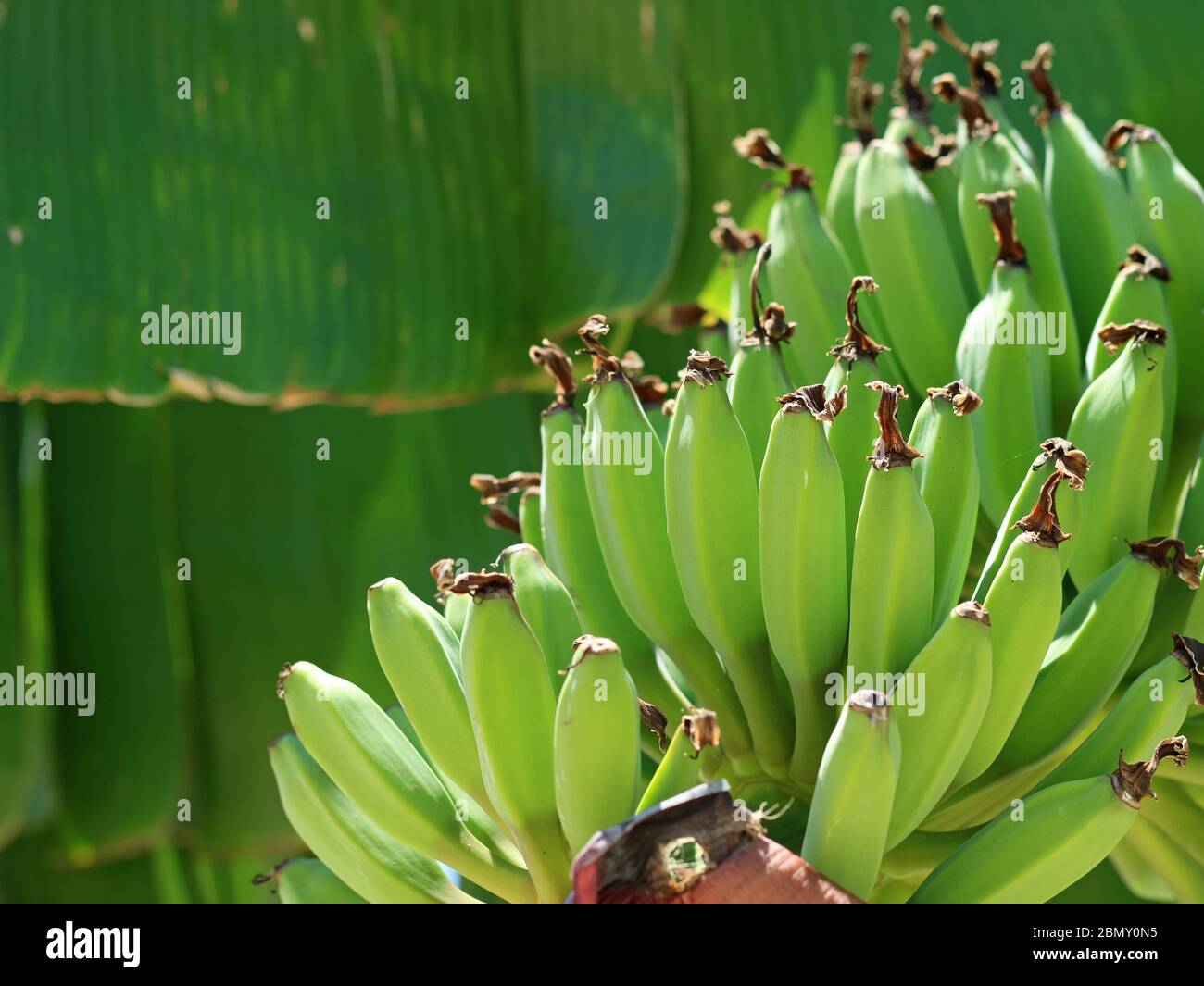 Junge grüne unreife Bananen auf Musa x paradisiaca, Dessert-Bananenbaum, Nahaufnahme Stockfoto