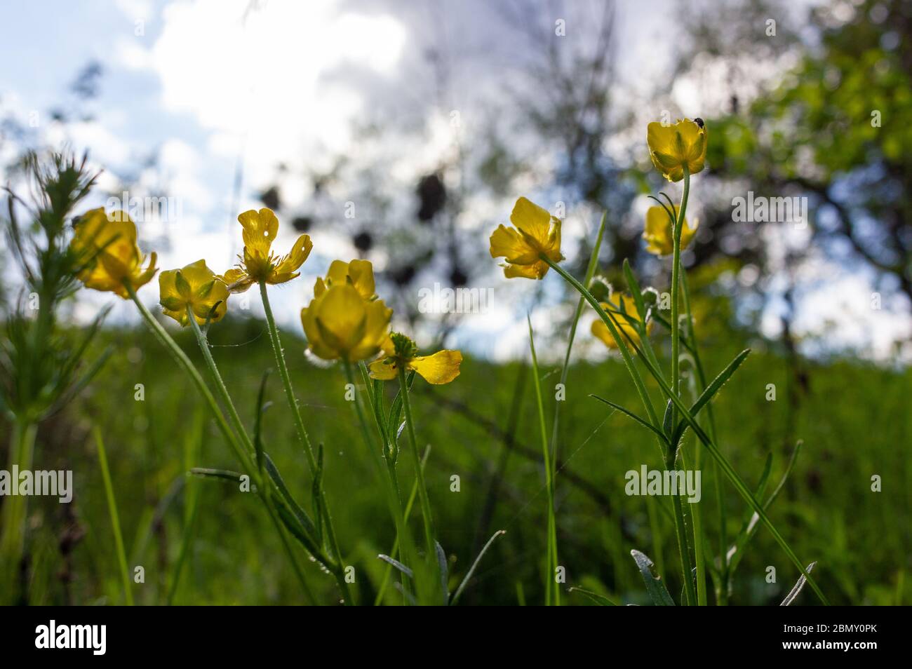 Schmetterlingsblume (Ranunculus bulbosus) blüht auf der Wiese. Gelbe Wildblumen Hintergrund. Stockfoto