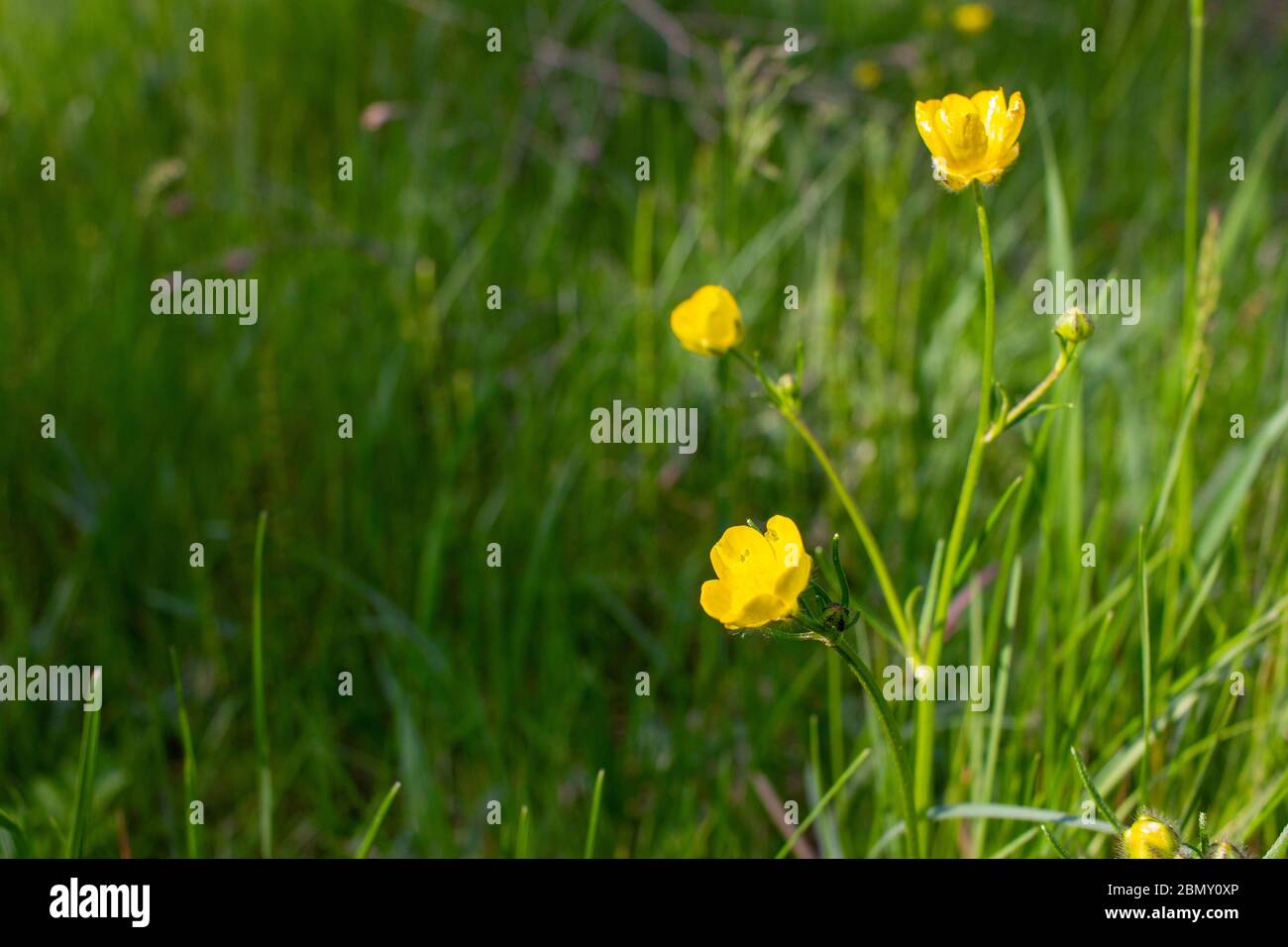 Schmetterlingsblume (Ranunculus bulbosus) blüht auf der Wiese. Nahaufnahme von gelben Wildblumen mit verschwommenem grünen Hintergrund. Stockfoto