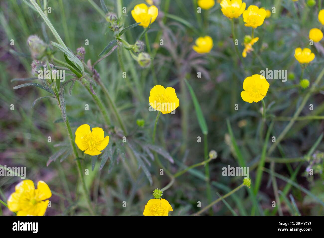 Schmetterlingsblume (Ranunculus bulbosus) blüht auf der Wiese. Nahaufnahme von gelben Wildblumen mit verschwommenem grünen Hintergrund. Stockfoto