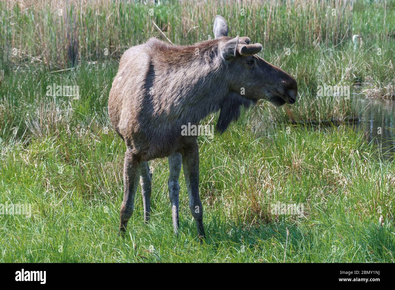 Elche oder eurasischer Elch an einem sonnigen Tag auf dem Land. Stockfoto
