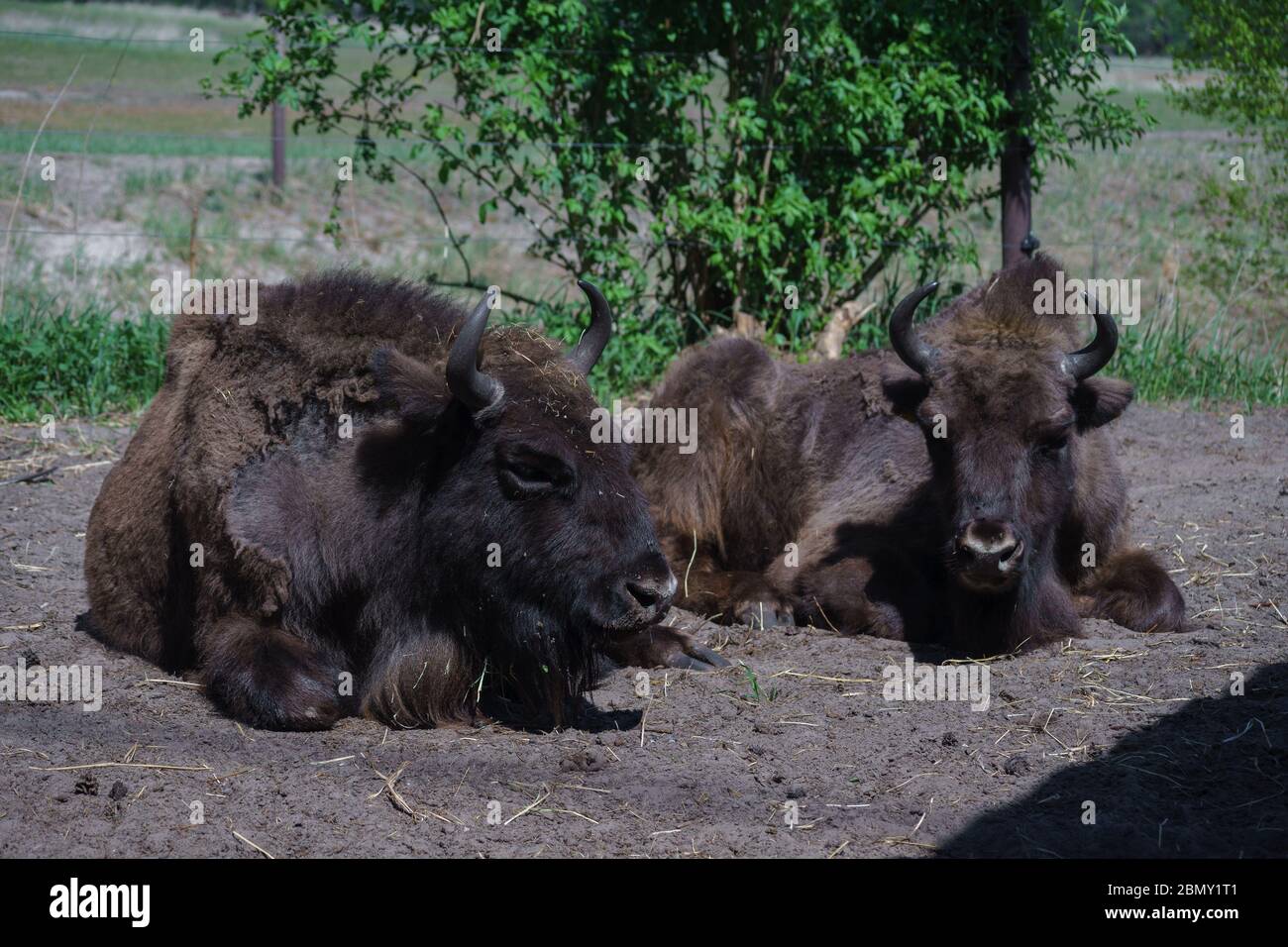Zwei Bison (Bison bonasus) sind im Feld. Stockfoto