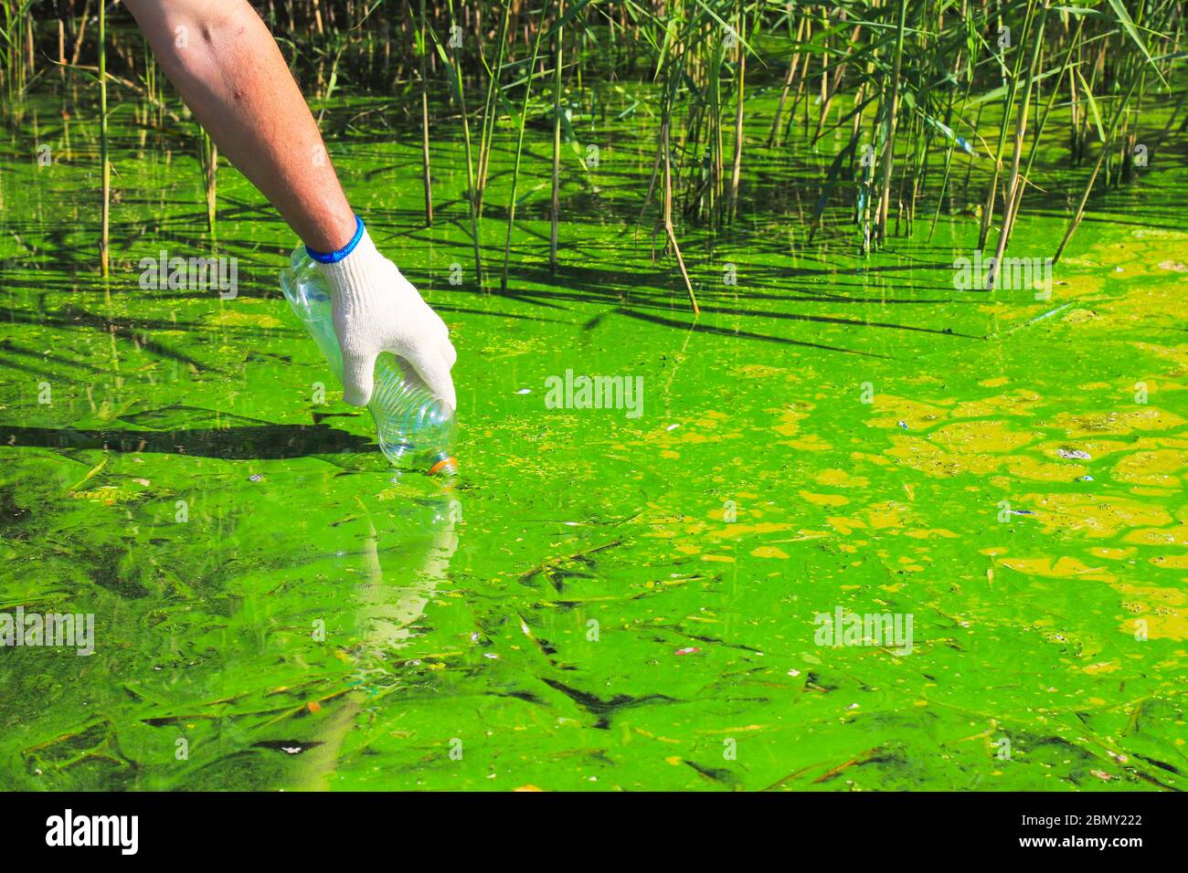 Globale Verschmutzung der Umwelt und des Wassers. Ein Mann sammelt grünes Wasser in einer Flasche zur Analyse. Wasserblüte, Fortpflanzung von Phytoplankton, Algen Stockfoto