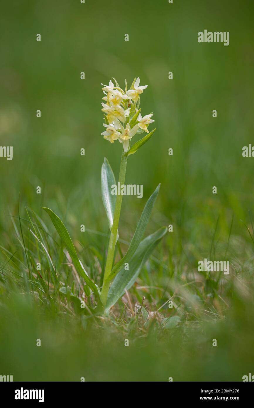 Holunder-Knabenkraut, Dactylorhiza sambucina, elderblühend Stockfoto