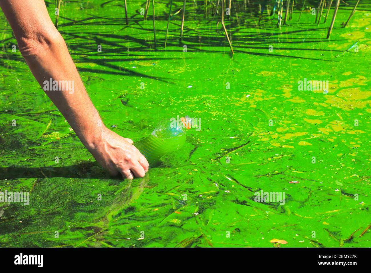 Globale Verschmutzung der Umwelt und des Wassers. Ein Mann sammelt grünes Wasser in einer Flasche zur Analyse. Wasserblüte, Fortpflanzung von Phytoplankton, Algen Stockfoto