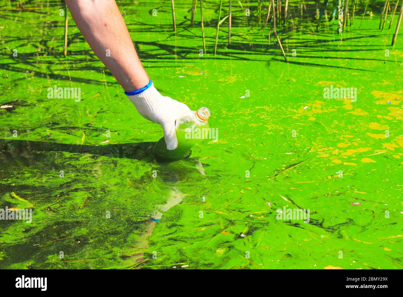 Globale Verschmutzung der Umwelt und des Wassers. Ein Mann sammelt grünes Wasser in einer Flasche zur Analyse. Wasserblüte, Fortpflanzung von Phytoplankton, Algen Stockfoto