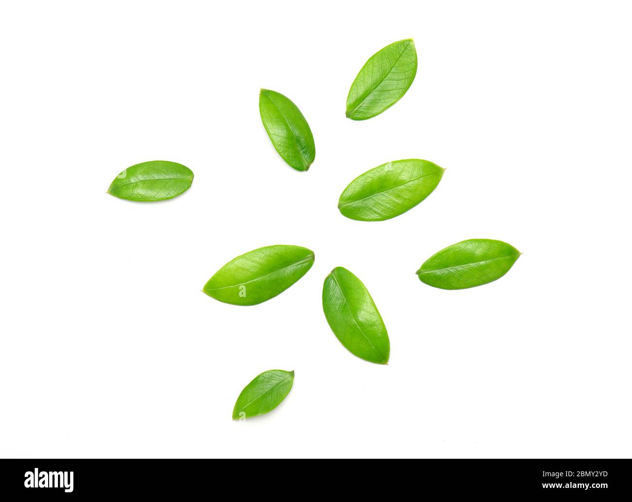 Satz von grünen Blättern isoliert auf weißem Hintergrund Stockfoto