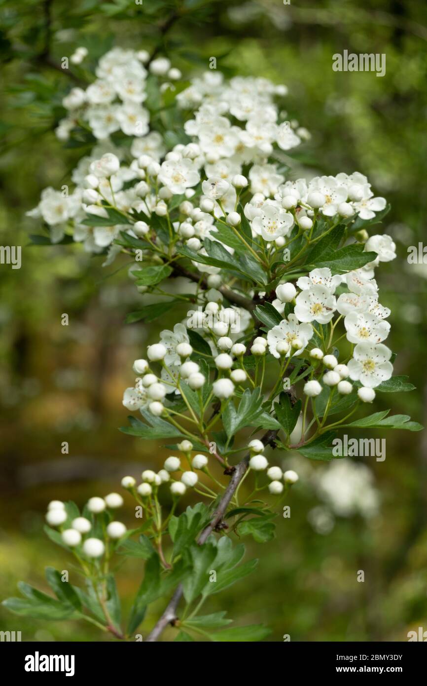 Weißdornblüte am Baumzweig in Laubwäldern, Newbury, Berkshire, Großbritannien Stockfoto
