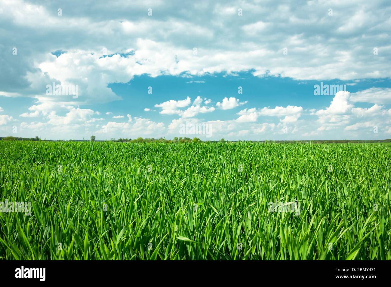 Grünes Getreidefeld, Horizont und weiße Wolken am blauen Himmel Stockfoto