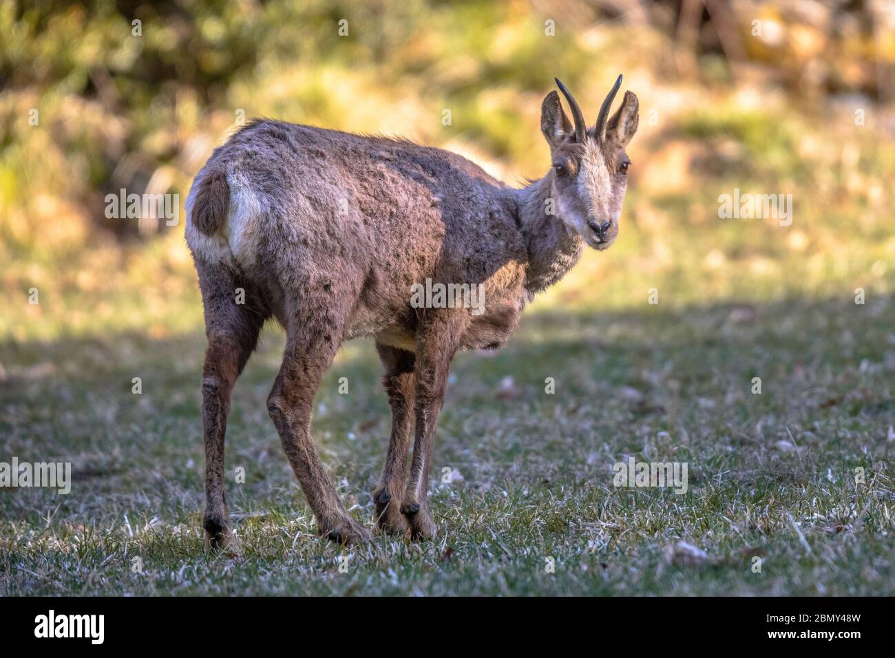 Pyrenäen-Chamois (Rupicapra rupicapra) ist eine in den Bergen Europas heimische Ziegenantilope, zu der auch die europäischen Alpen, die Pyrenäen, das Auto gehören Stockfoto