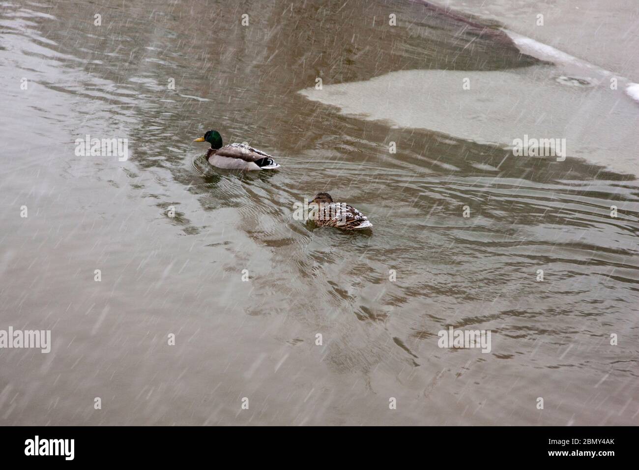 Enten schwimmen auf teilweise gefrorenem See Stockfoto