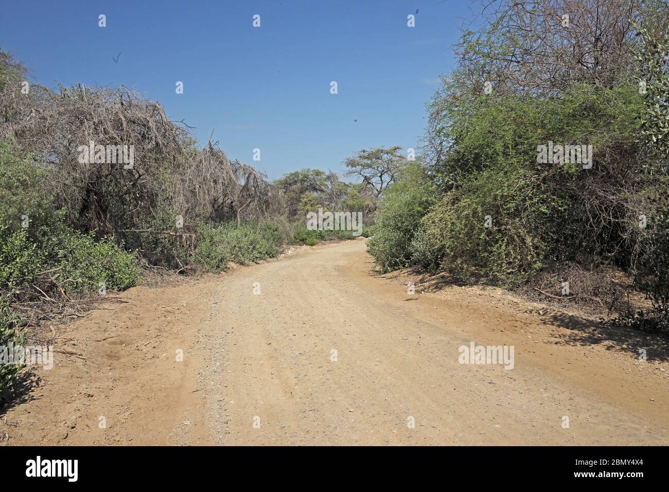 Feldweg durch trockenes Gestrüpp nordwestlich von Peru Februar Stockfoto
