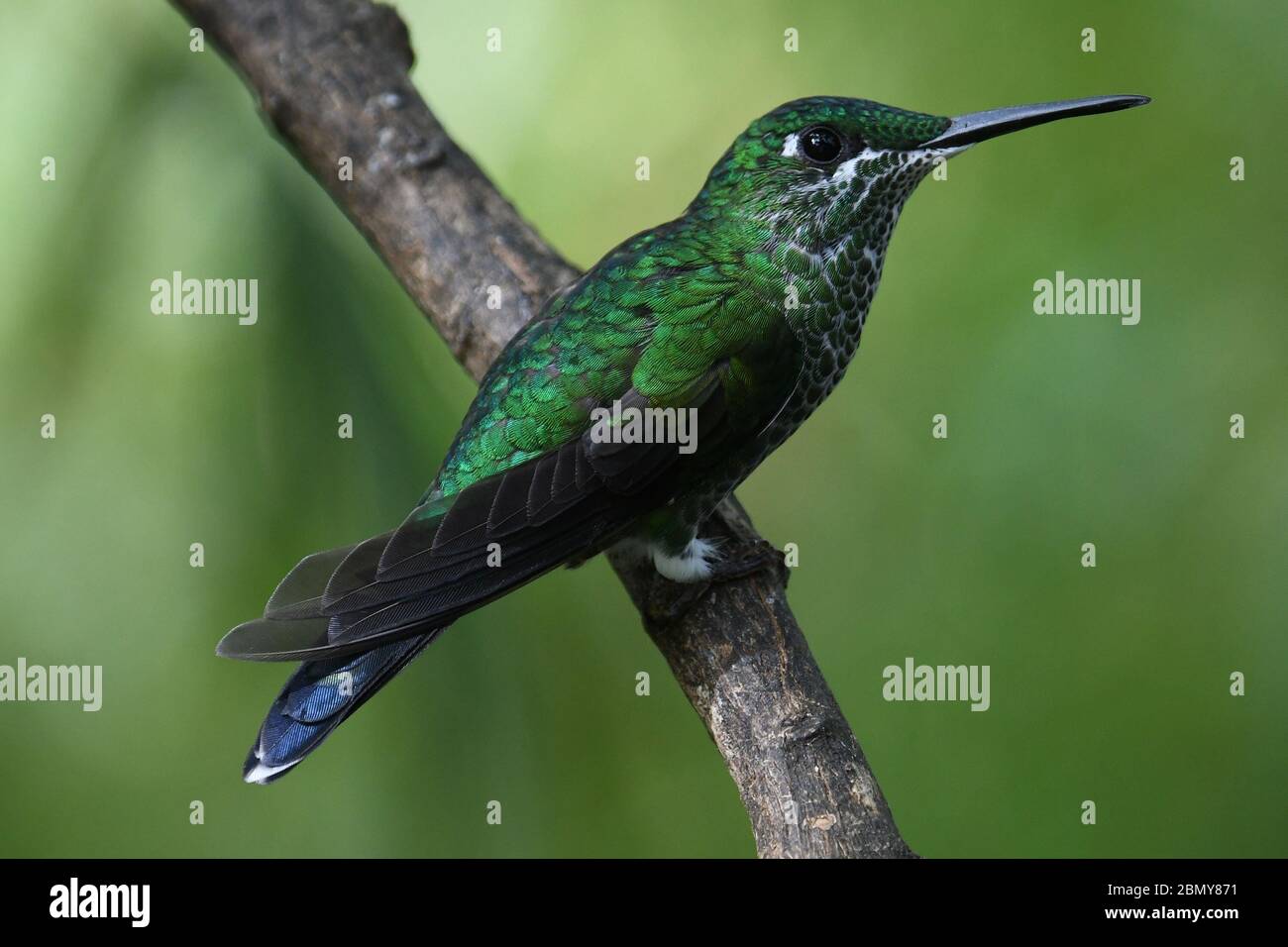 GRÜN-GEKRÖNT BRILLANT (KOLIBRI) Stockfoto