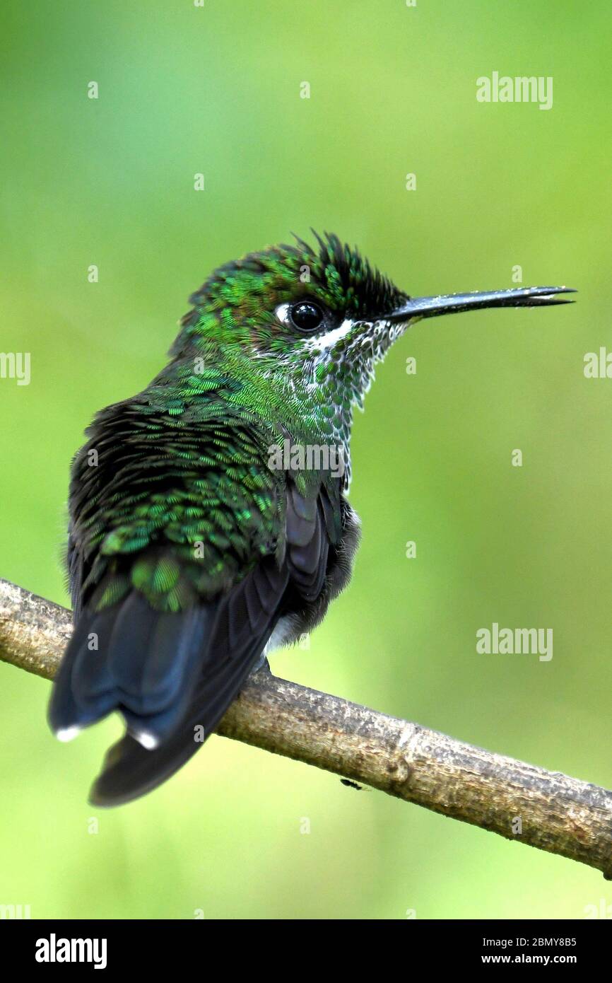 GRÜN-GEKRÖNT BRILLANT (KOLIBRI) Stockfoto