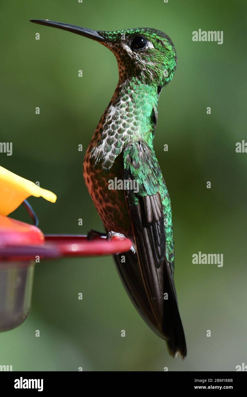 GRÜN-GEKRÖNT BRILLANT (KOLIBRI) Stockfoto