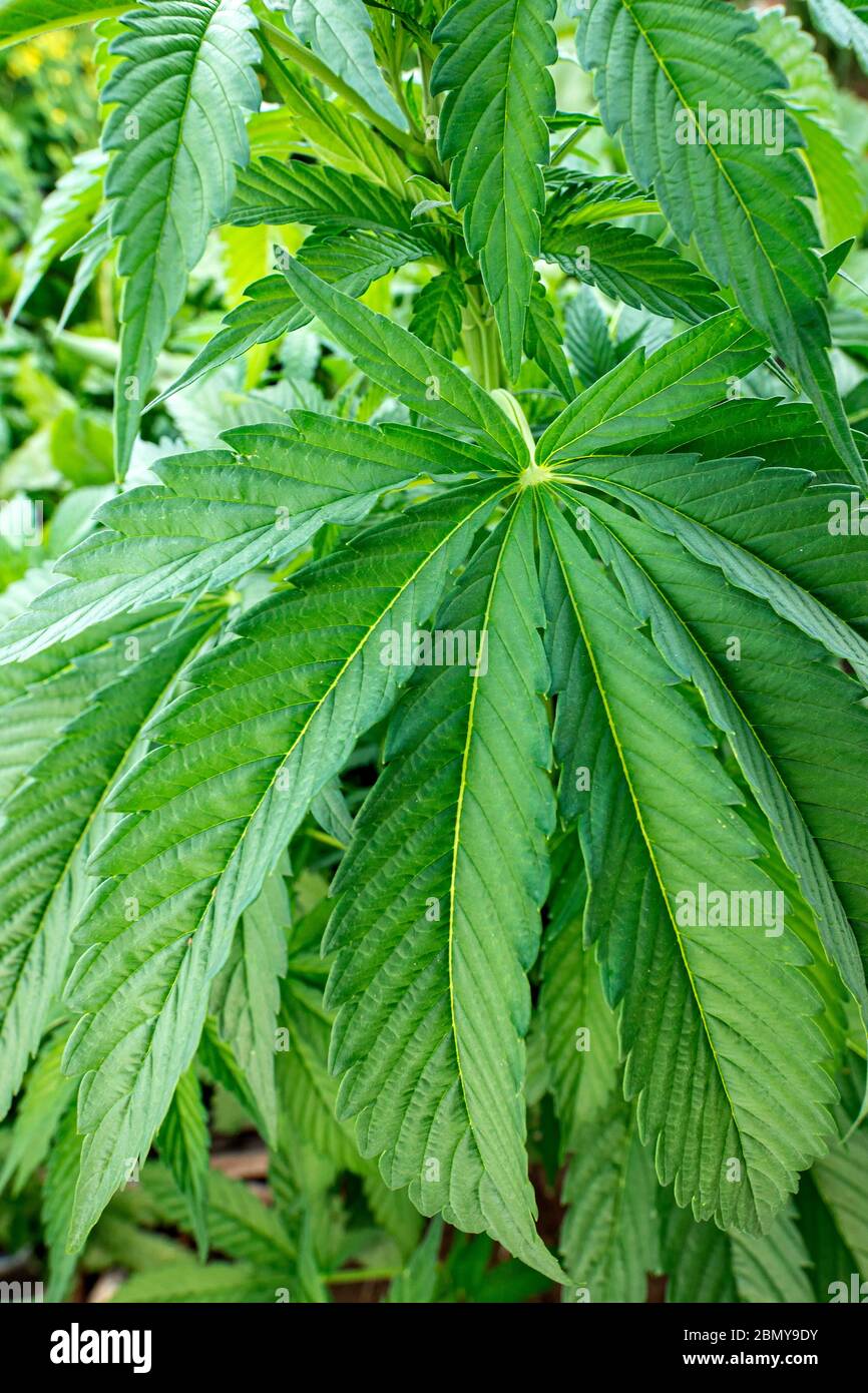 Cannabis Im Freien Anbau Betrieb Stockfoto