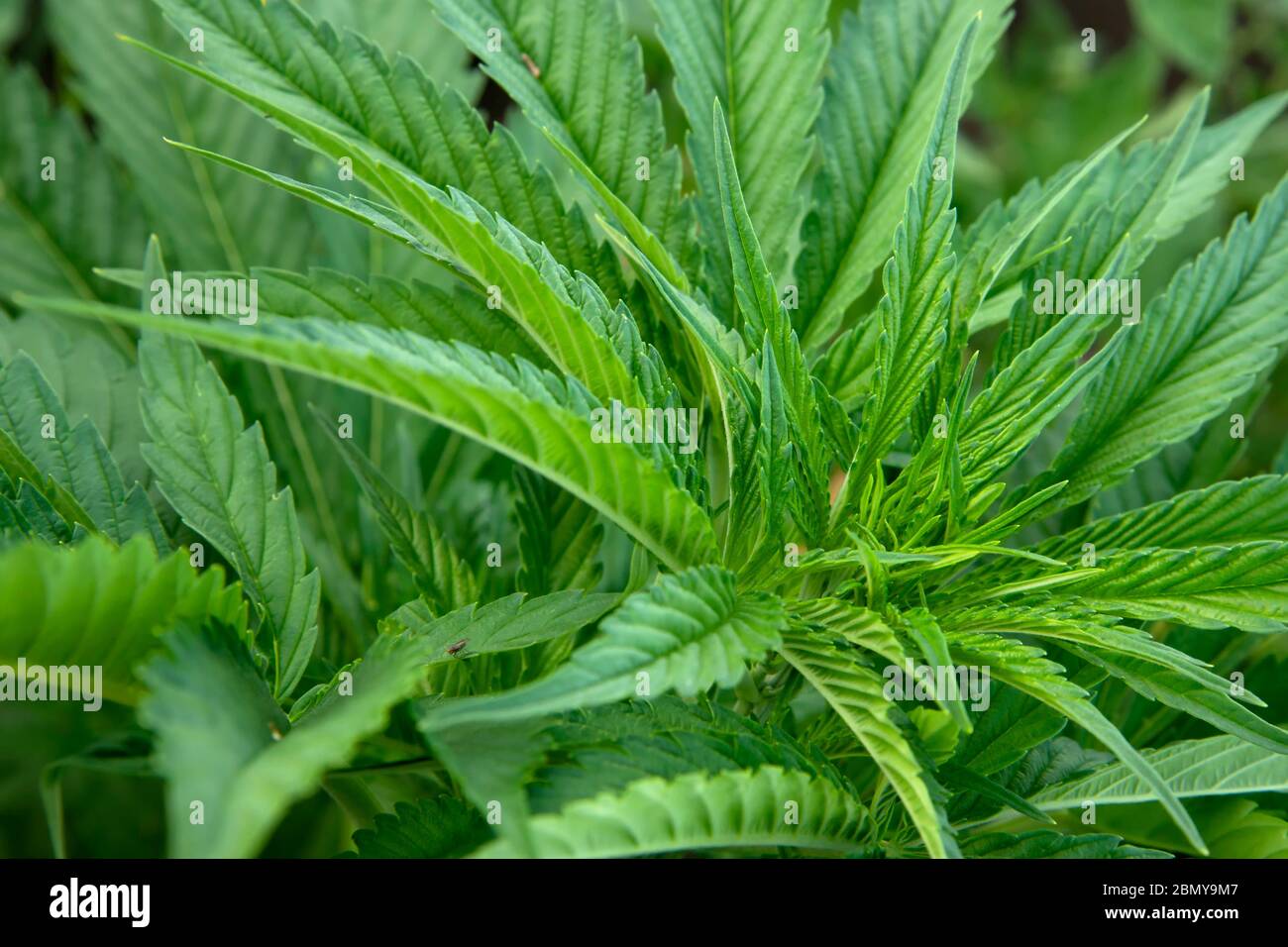 Cannabis Im Freien Anbau Betrieb Stockfoto