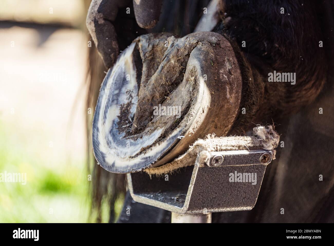 Pferdeschmied bei der Arbeit - trimmt und formt Hufe eines Pferdes mit Rasper und Messer. Die Nahaufnahme des Pferdehufe. Stockfoto