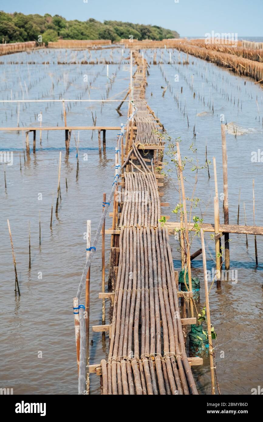Bambus-Wanderweg über Mangroven Sämling Grundstück in Bangkok Küstengebiet in dem Versuch, Boden und Land gegen Land durch Küstenerosion verloren wieder aufzubauen Stockfoto