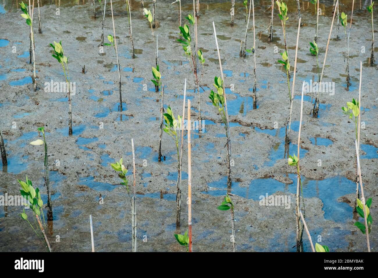 Mangroven-Sämling-Parzelle an der Küste Bangkoks, um Boden und Land gegen Land wiederaufzubauen, das durch Küstenerosion verloren geht Stockfoto
