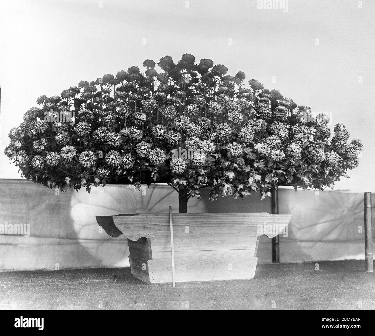 [ 1890er Jahre Japan - Japanische Chrysanthemum Pflanze ] - Chrysanthemum Pflanze im Imperial Palace Garden in Tokio. Aus einer Serie von Glasdias, die vom schottischen Fotografen George Washington Wilson (1823–1893) veröffentlicht (aber nicht fotografiert) wurden. Wilsons Firma war einer der größten Verleger von Fotodrucken in der Welt. 19. Jahrhundert Vintage Glas Rutsche. Stockfoto