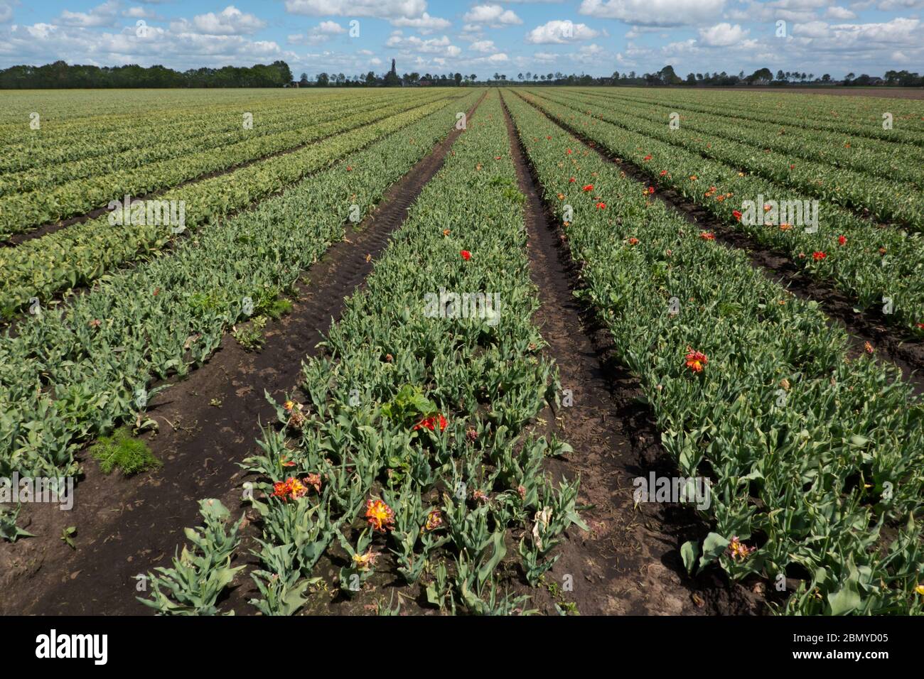 Tulpenfeld für den Anbau von Zwiebeln in der niederländischen Landschaft werden Blumenköpfe entfernt, um die Produktion von Zwiebeln anzuregen Stockfoto