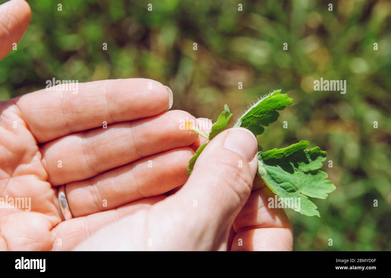 Person, die Chelidonium majus Blatt (auch bekannt: Großcelandine, Nippleort, Schwalbenwüre oder Tetterwüre) hält, um Warze am Finger mit Pflanzen zu heilen. Stockfoto