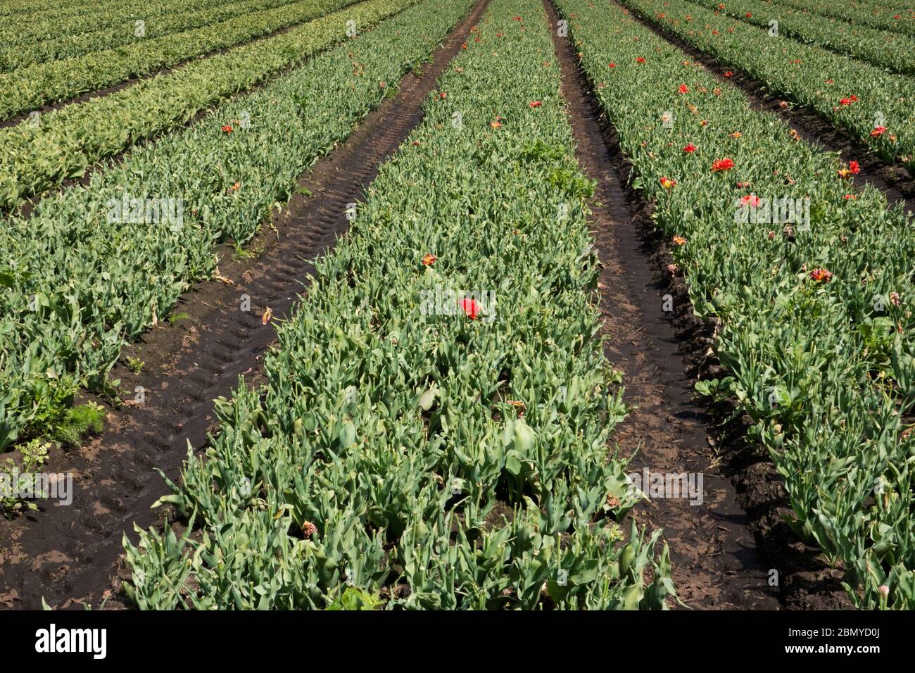 Tulpenfeld für den Anbau von Zwiebeln in der niederländischen Landschaft werden Blumenköpfe entfernt, um die Produktion von Zwiebeln anzuregen Stockfoto