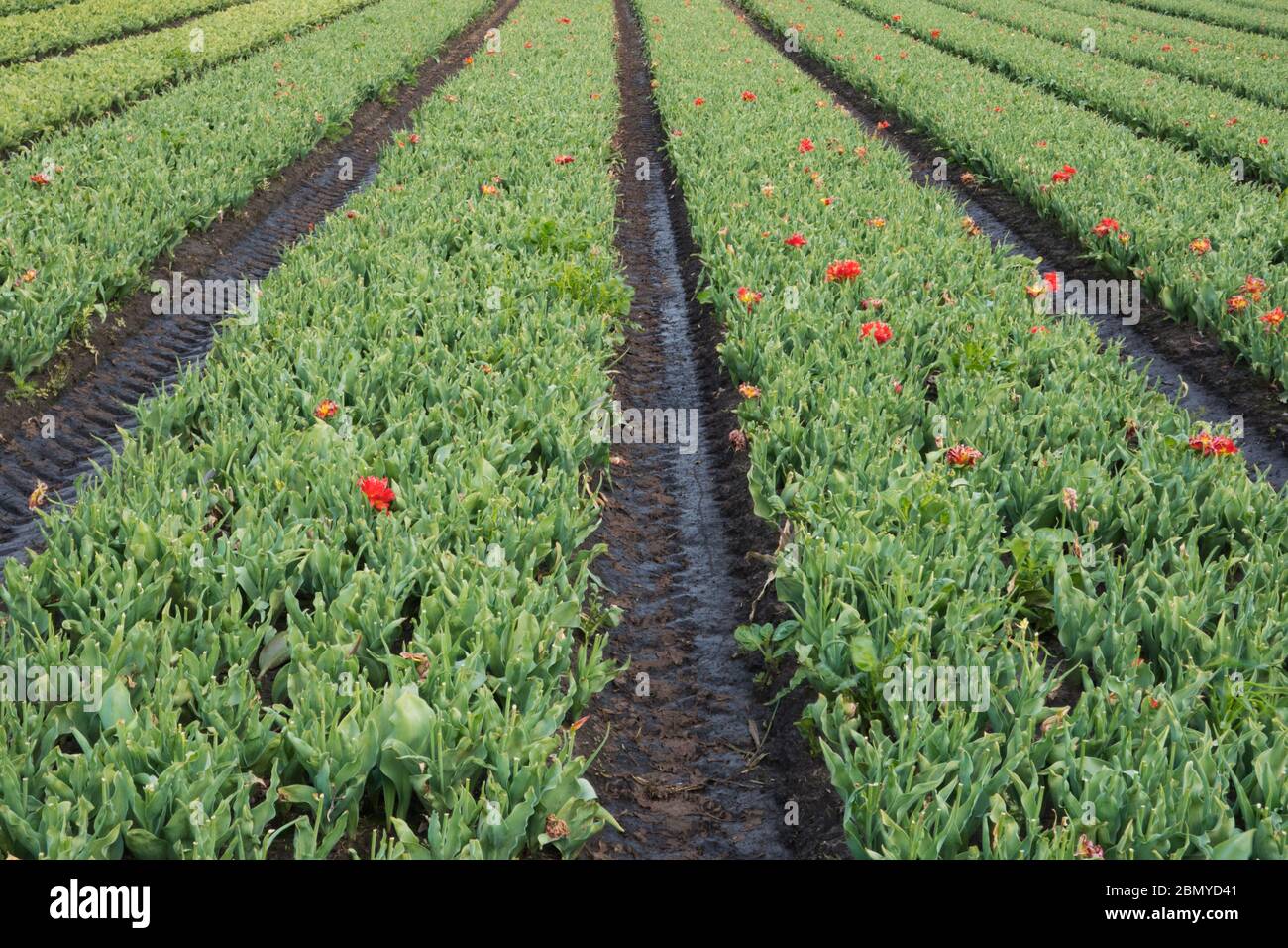 Tulpenfeld für den Anbau von Zwiebeln in der niederländischen Landschaft werden Blumenköpfe entfernt, um die Produktion von Zwiebeln anzuregen Stockfoto