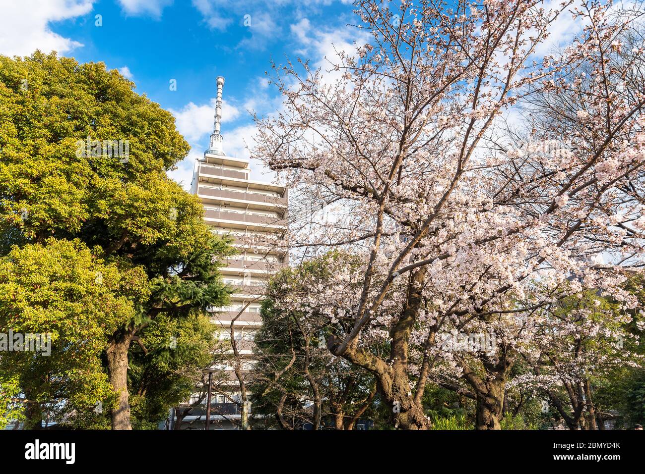 Kirschbäume in Blüte in einem öffentlichen Park mit Wohnhäusern im Hintergrund in Tokio im frühen Frühjahr Stockfoto