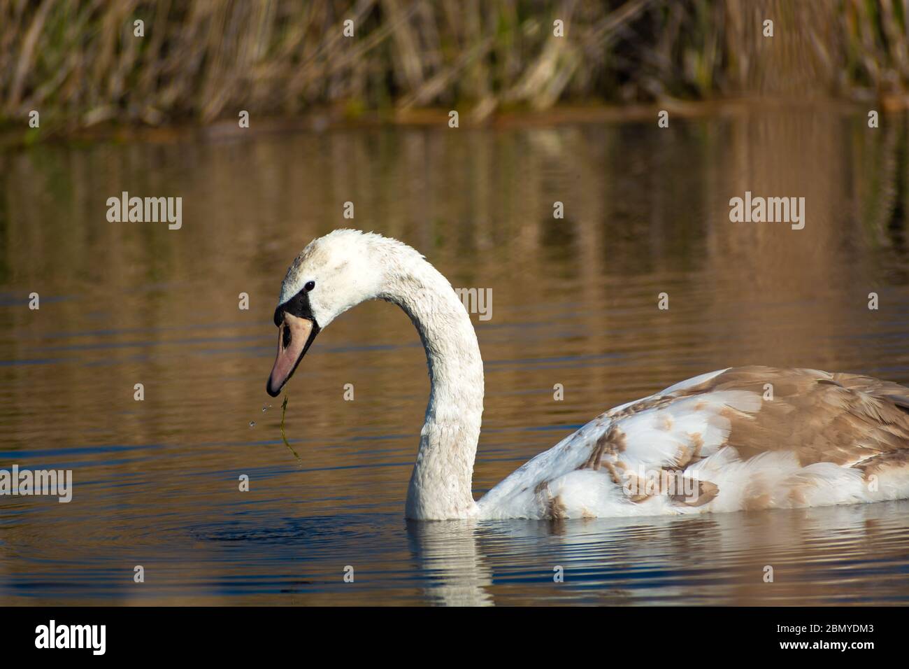 Ein schöner junger stummer Schwan mit graubraunen Federn, die im Wasser schweben Stockfoto