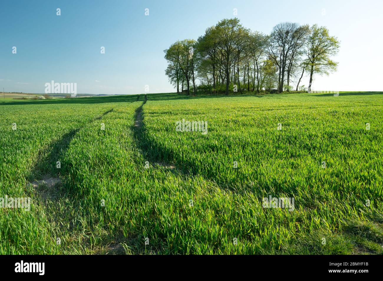 Spuren von Rädern in einem grünen wachsenden Feld, Gruppe von Bäumen am Horizont, Blick auf einen sonnigen Frühlingstag Stockfoto