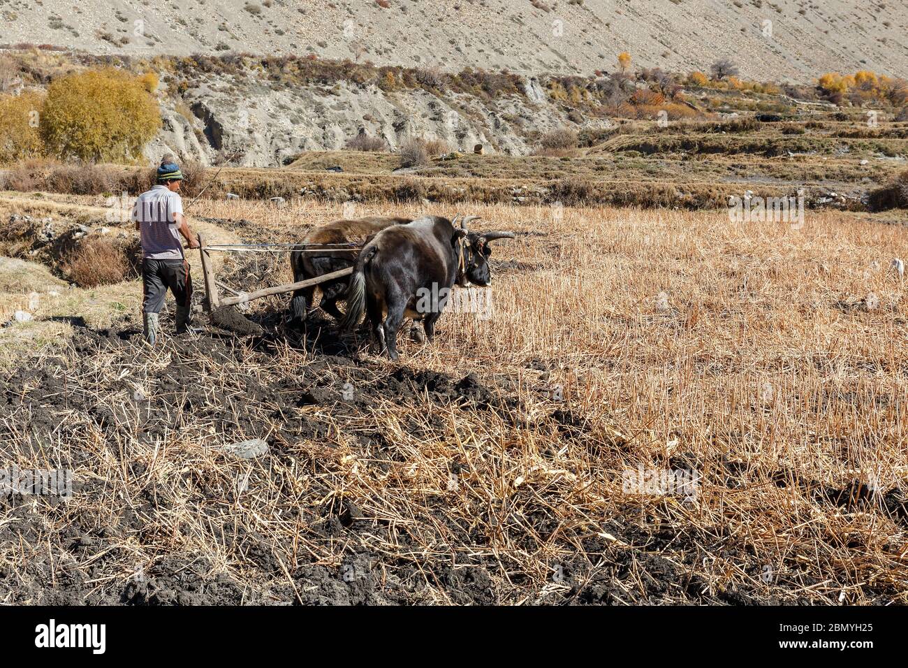 Kagbeni, Distrikt Mustang, Nepal - 19. November 2016: Nepalesischer Mann pflügt sein Feld mit Stieren. Dorf Kagbeni im unteren Mustang. Stockfoto