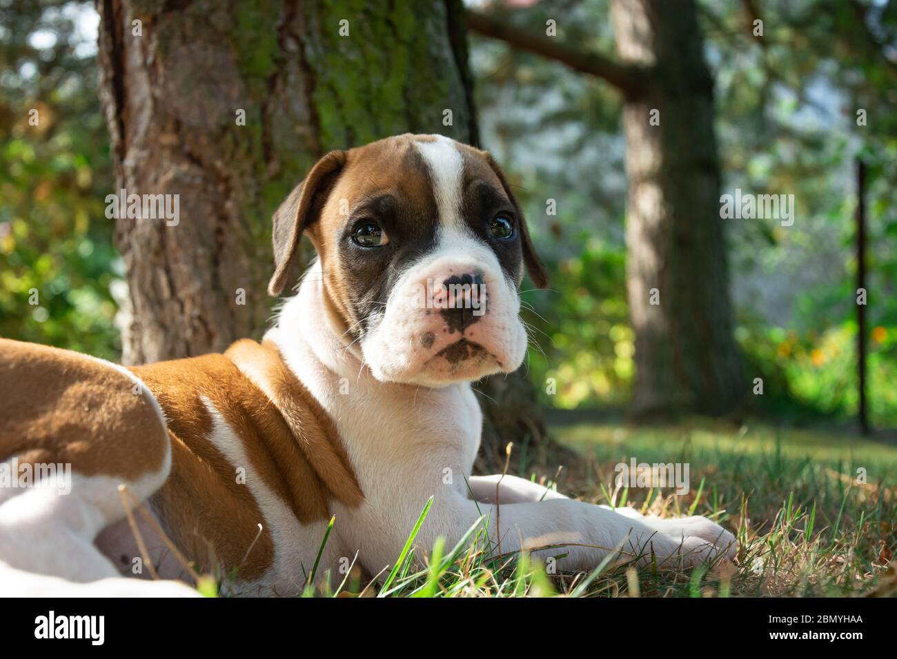 Ein junger Boxerhund liegt im Gras, Blick bei schönem Tag Stockfoto