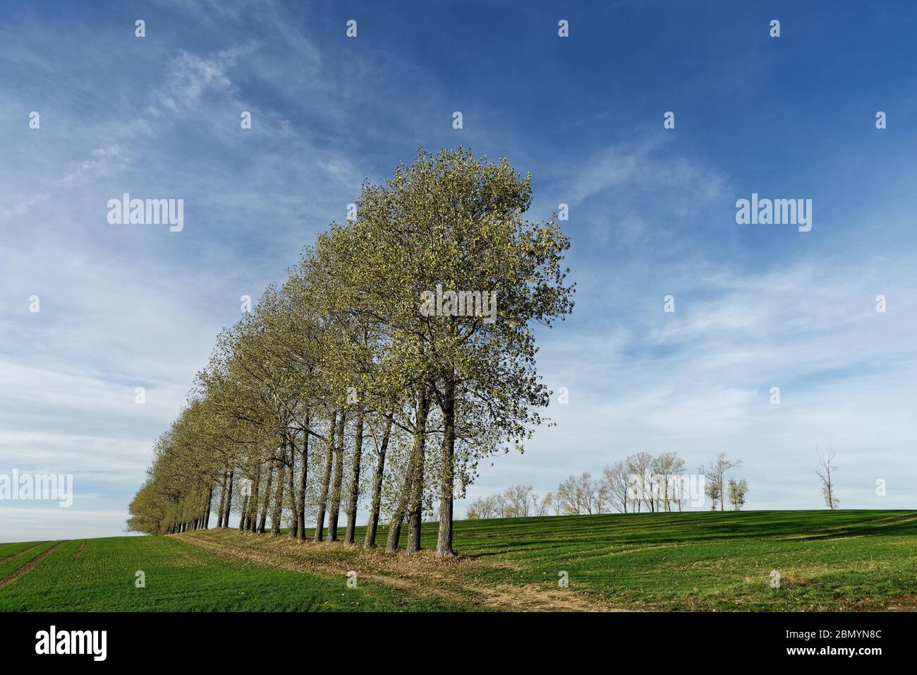 Eine markante Baumreihe in Herbstfarben führt über ein Feld mit geringer Vegetation, Spuren von Landmaschinen, Bäumen, die lange Schatten werfen, blauem Ski Stockfoto