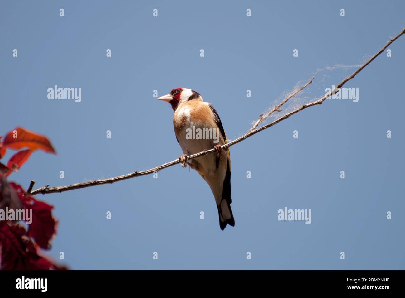 Schöner Goldfink, der auf einem Ast im Garten eines Landhauses ruht. Die Schönheit der Natur. Kostenlose Tiere Stockfoto