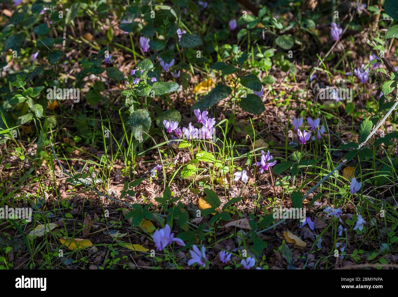 Die geschützten wilden rosa Cyclamen blüht unter den Bäumen im europäischen Wald. Stockfoto