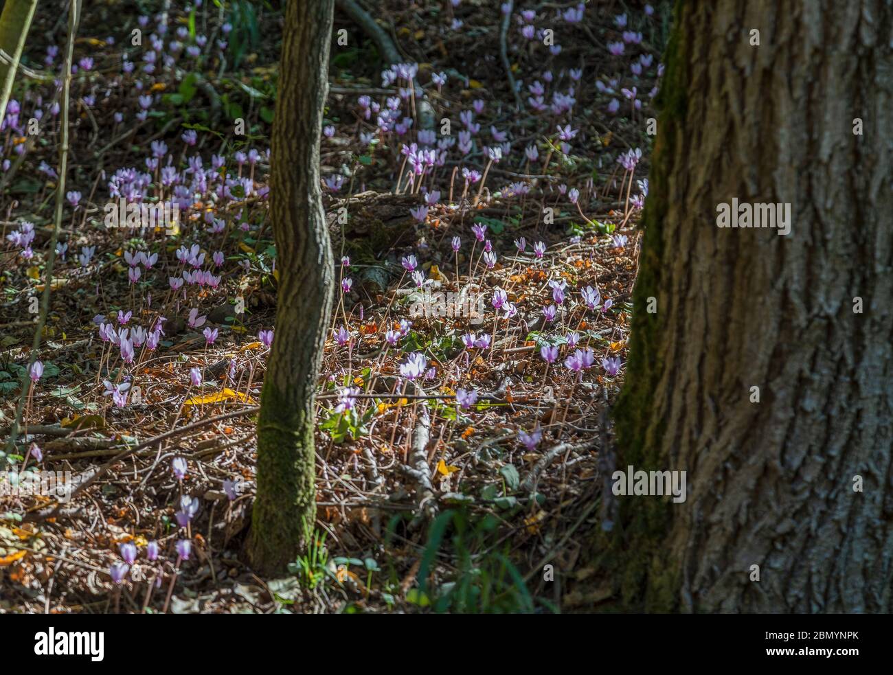 Die geschützten wilden rosa Cyclamen blüht unter den Bäumen im europäischen Wald. Stockfoto
