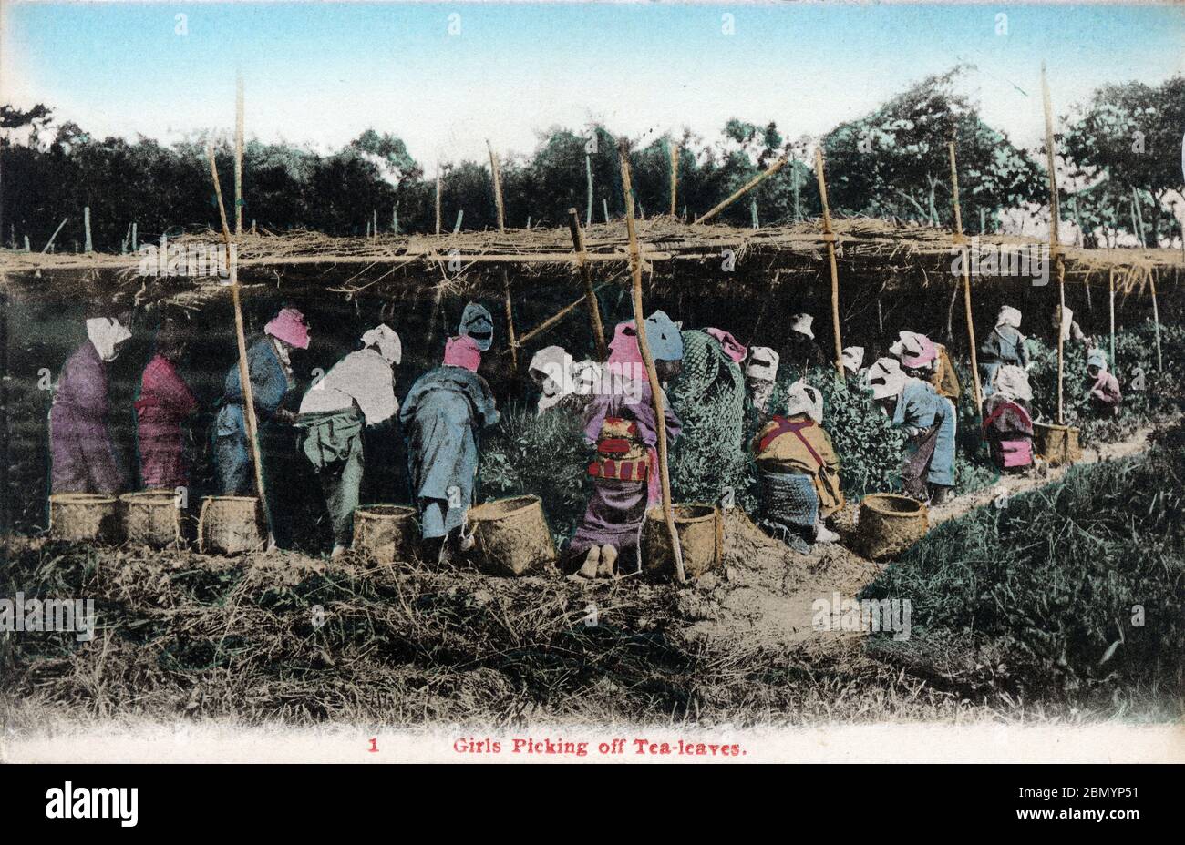 [ 1920er Japan - Japanische Teepflücker ] - Teepflücker im Kimono, die Handtücher auf dem Kopf tragen und ihre Ärmel mit Schnüren ziehen, pflücken Teeblätter auf einer Teeplantage, ca. 1920 (Taisho 9). Dieses Bild stammt aus einer Reihe von Karten über die japanische Teeindustrie. Originaltext (Karte 1): "Mädchen, die Teeblätter abpflücken." Vintage-Postkarte des 20. Jahrhunderts. Stockfoto