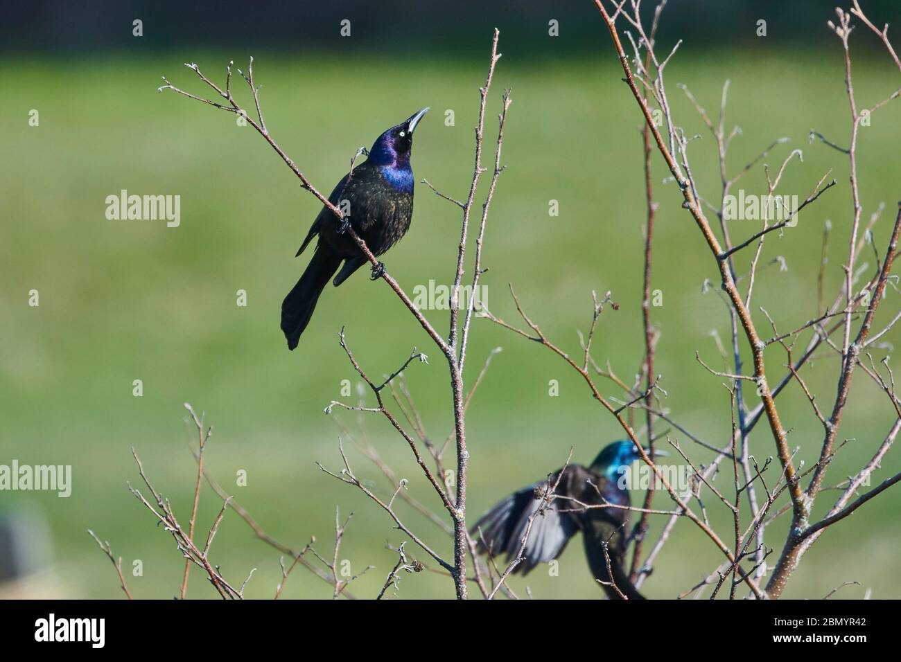 Gemeiner Grackle (Quiscalus quiscula) thront in Kätzchen, Broad Cove, Nova Scotia, Kanada Stockfoto