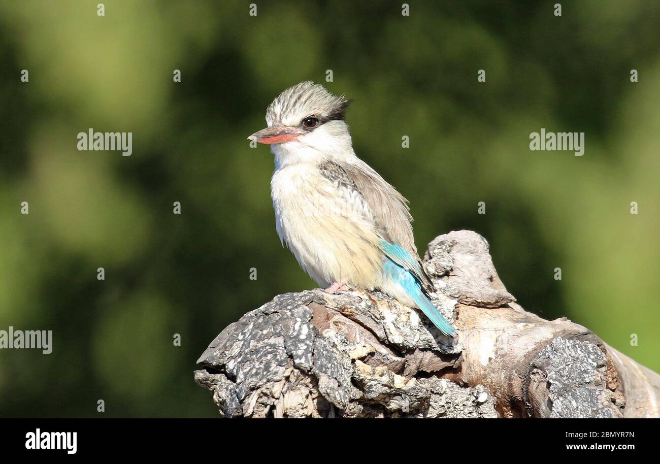 Bunte Vögel in Botswana Stockfoto