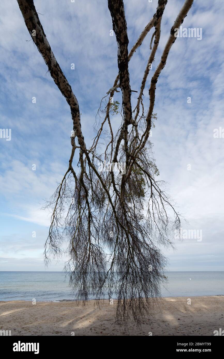 Ungewöhnliche Ansicht von unten auf Birken, die vom Steilufer an der Ostseeküste geneigt sind, hängen die Bäume von oben nach unten im Bild Stockfoto