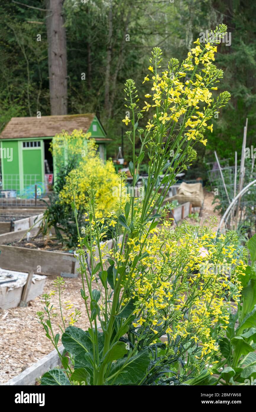 Issaquah, Washington, USA. Frühlingsschau von überwinterten Senfgrün in Blüte in einem Hochbeet Garten, mit einem grünen Schuppen im Hintergrund Stockfoto