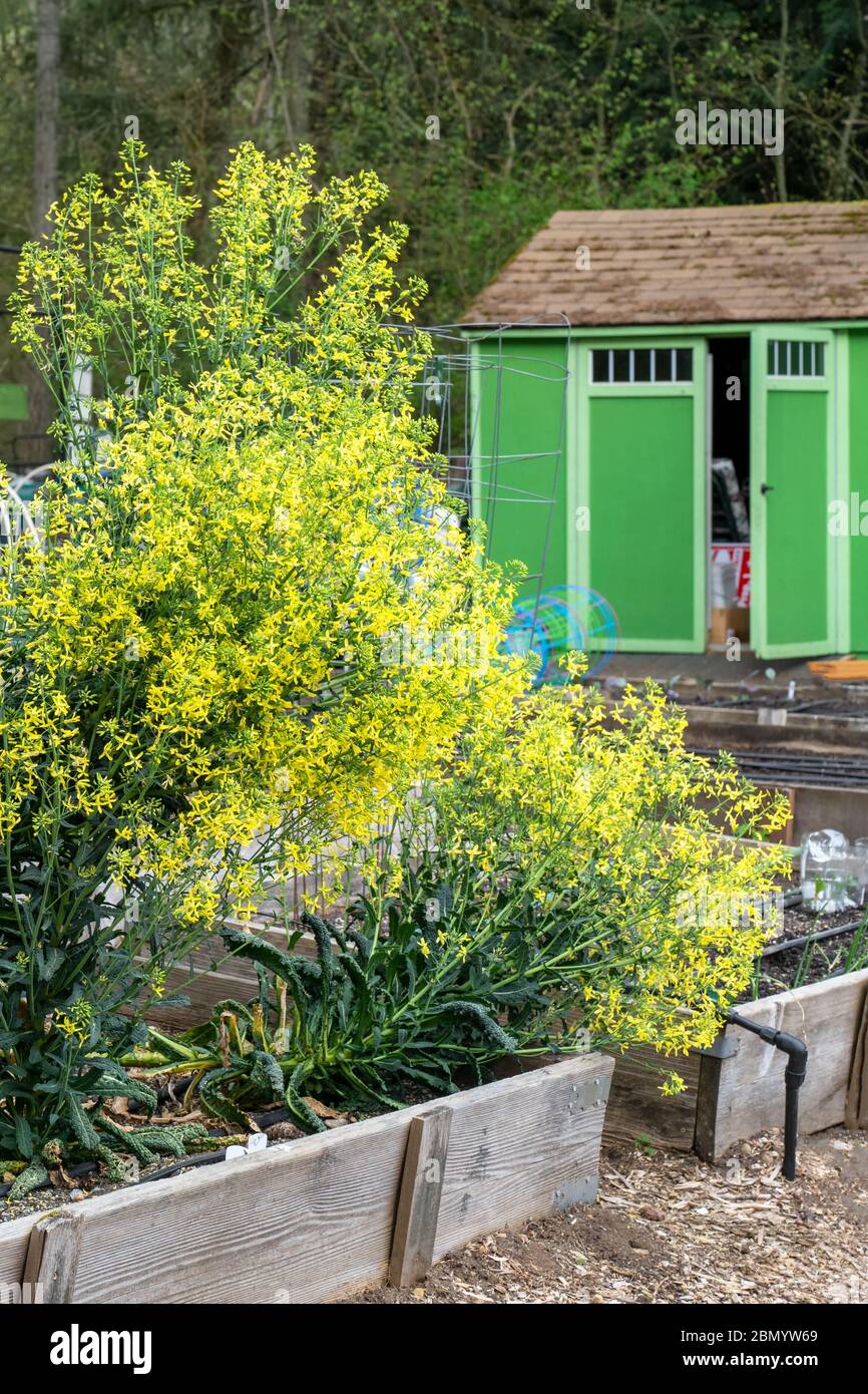 Issaquah, Washington, USA. Frühlingsschau von überwinterten Senfgrün in Blüte in einem Hochbeet Garten, mit einem grünen Schuppen im Hintergrund Stockfoto