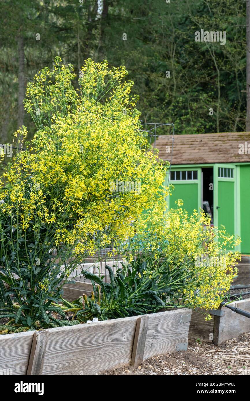 Issaquah, Washington, USA. Frühlingsschau von überwinterten Senfgrün in Blüte in einem Hochbeet Garten, mit einem grünen Schuppen im Hintergrund Stockfoto