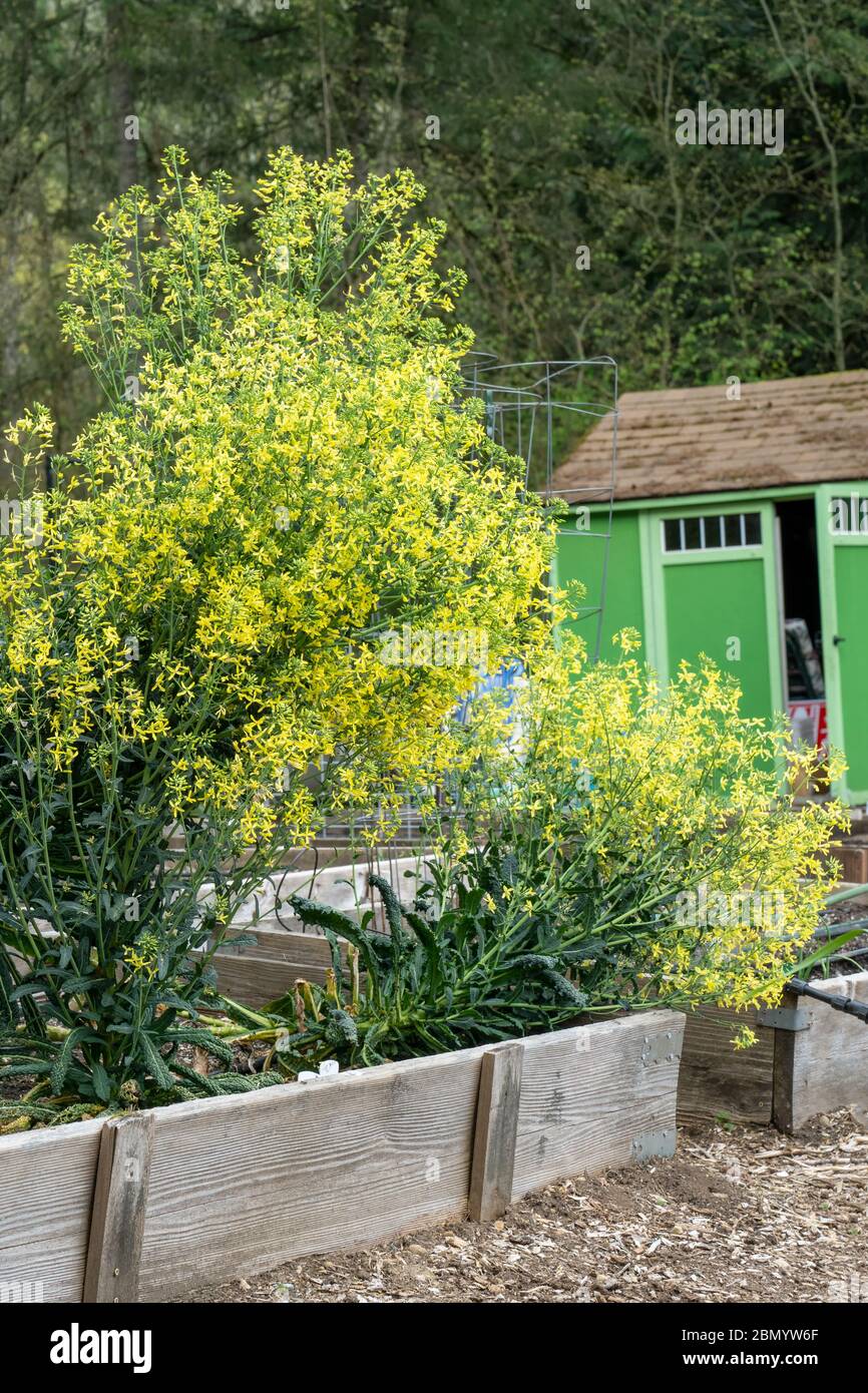 Issaquah, Washington, USA. Frühlingsschau von überwinterten Senfgrün in Blüte in einem Hochbeet Garten, mit einem grünen Schuppen im Hintergrund Stockfoto