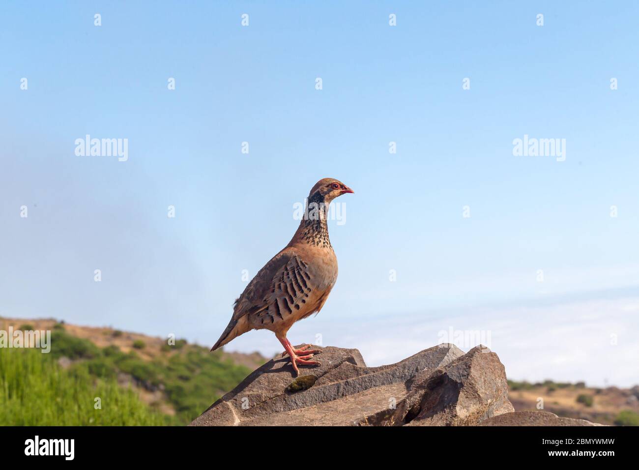 Das Felsenhuhn Alectoris graeca Vögel ein Vogel auf einem Wanderweg in den Bergen von Madeira Stockfoto