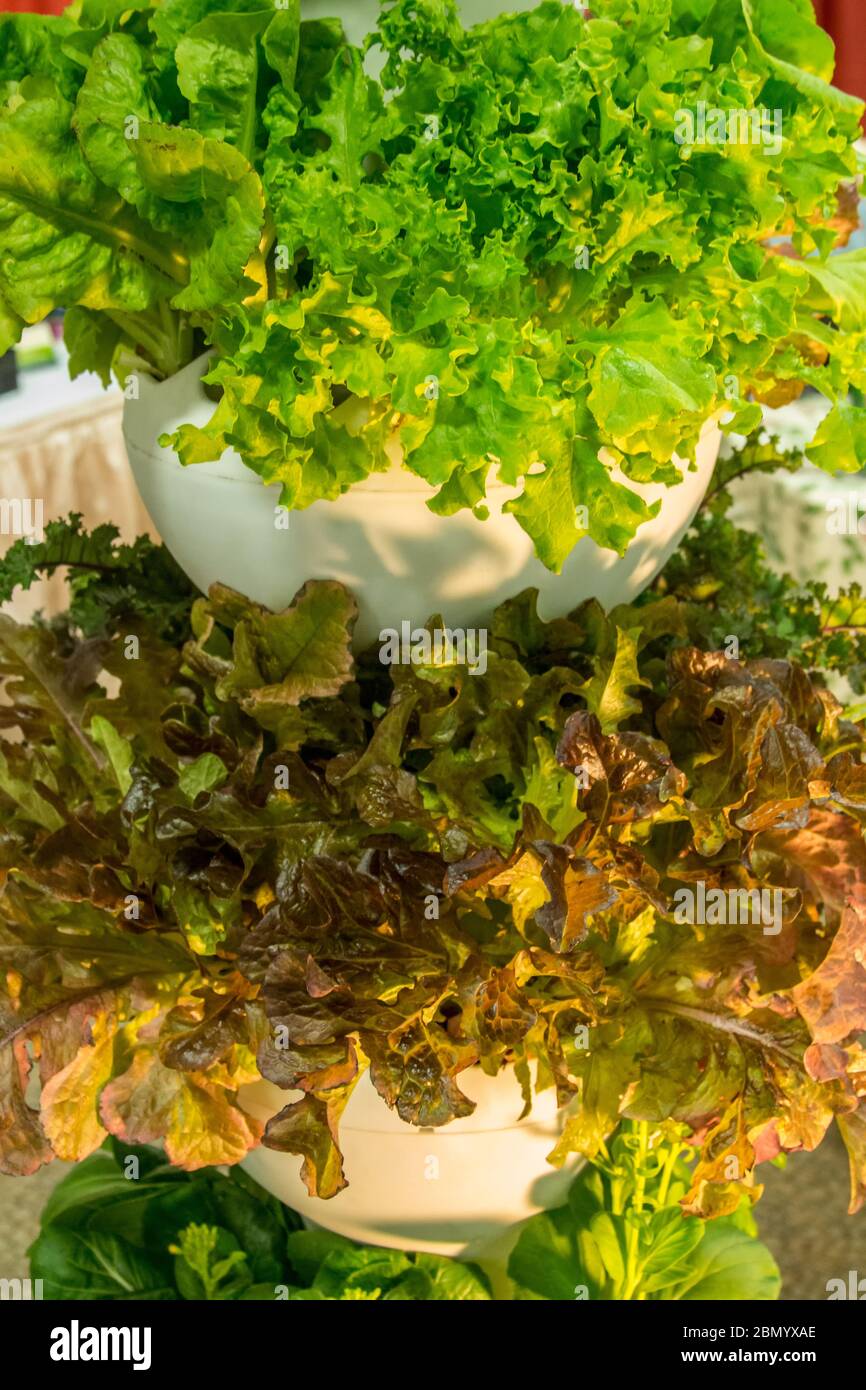 Puyallup, Washington, USA. Salatsorten, die in einem Hydroponics-Behälter angebaut werden. Hydrokultur ist eine Untergruppe der Hydrokultur. Stockfoto