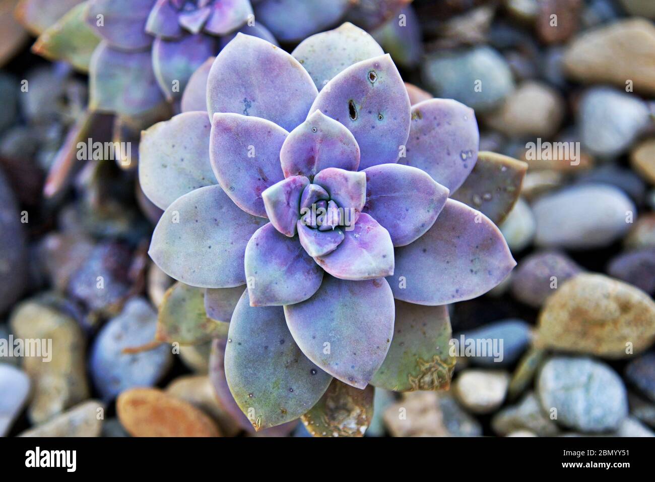 Lila gefrbter Kaktus Stockfotografie - Alamy