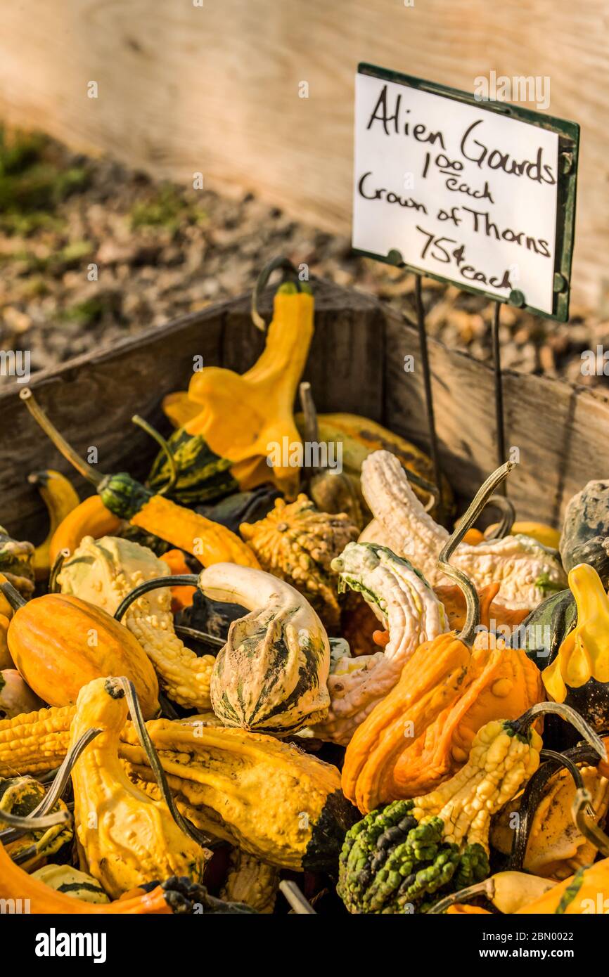Eine Vielzahl von kleinen Zierkürbis zum Verkauf, darunter Alien Kürbis und Crown of Dorns, in der Nähe von Hood River, Oregon, USA. Stockfoto